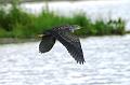 Juvenile Yellow-crowned Night-Heron in flight